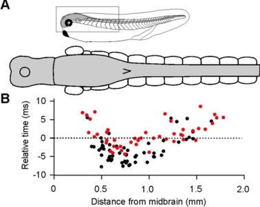 A.Tadpole central nervous system (grey) with segmented swimming muscles. B. Relative timing of neuronal firing during a swimming cycle. Each red dot is averaged timing for a dIN. Black dots are for other types of neurons. Negative time means firing before motor nerve bursts (0 ms). Distance starts from midbrain (0 mm).